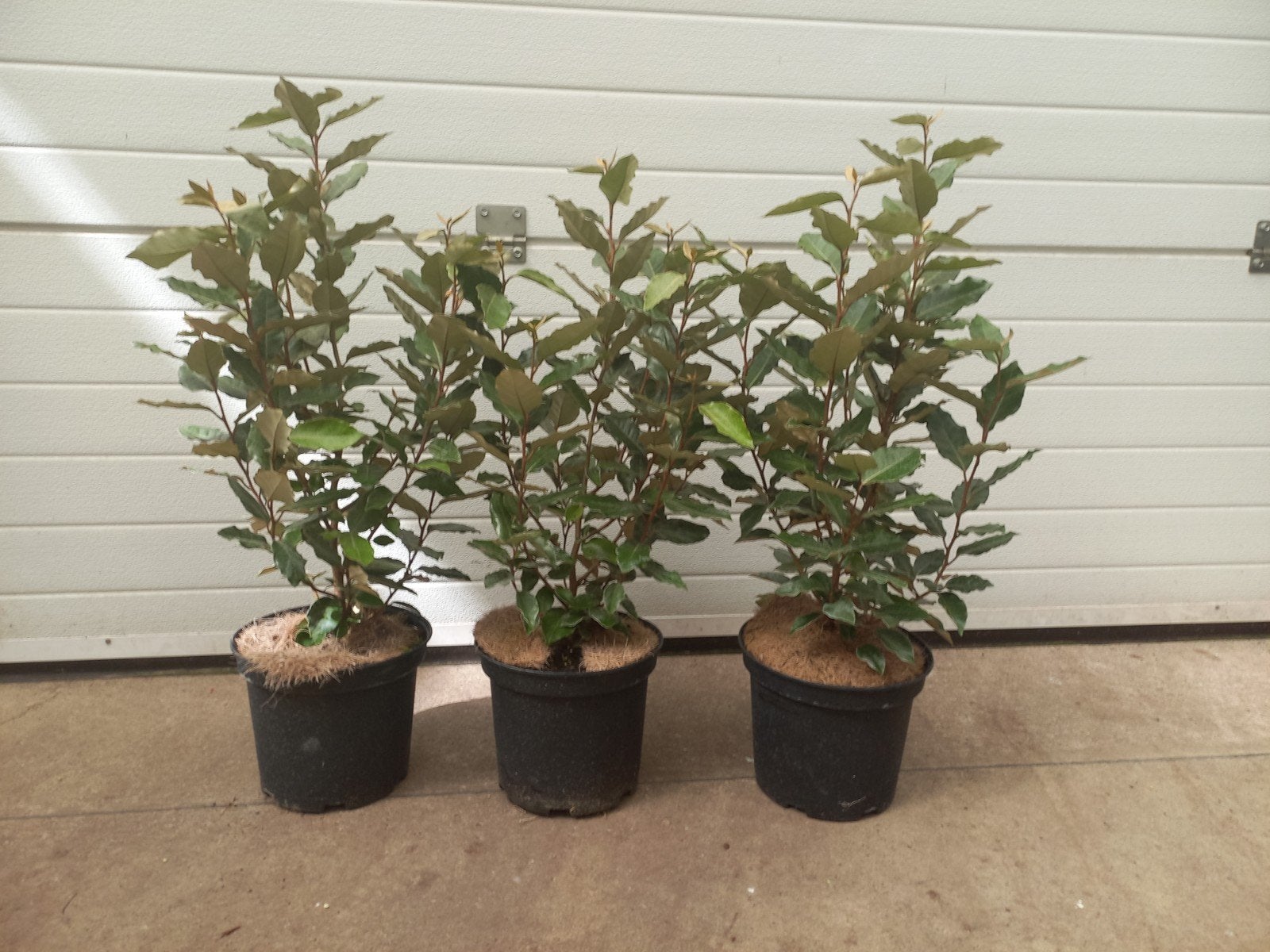 Elaeagnus compacta 60cm €6,95, €100cm 12,50, Ophalen, Laurier, Haag, Minder dan 100 cm