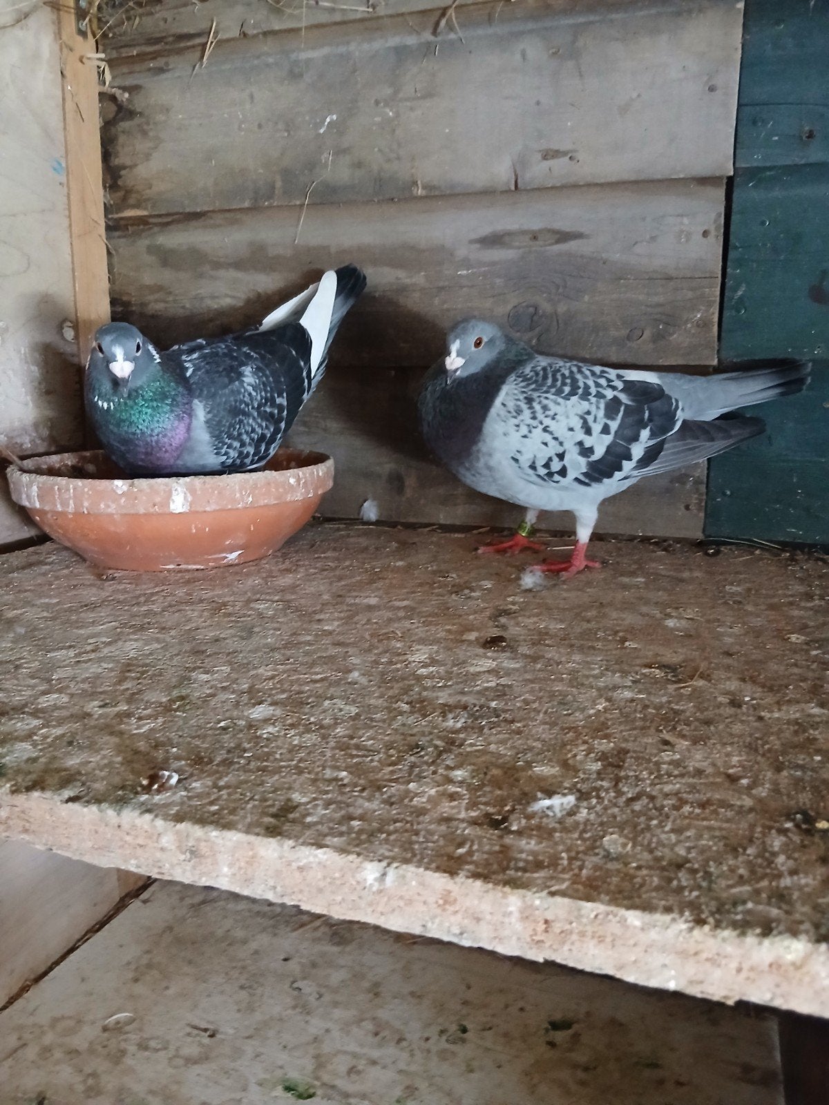 Postduiven, Dieren en Toebehoren, Vogels | Duiven, Meerdere dieren, Postduif