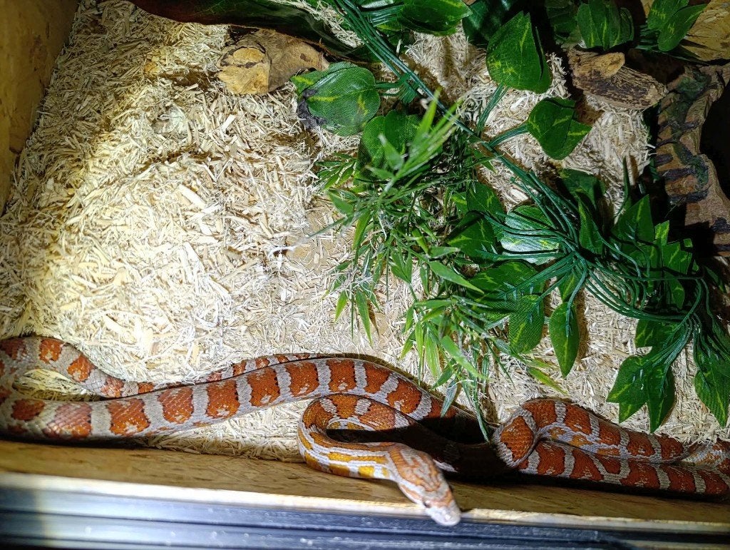 Rattenslang met terrarium
