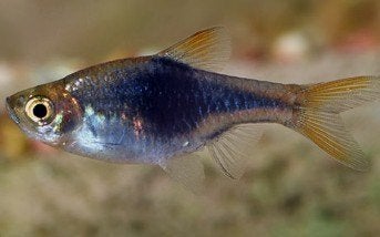 Rasbora Heteromorpha Black - Kegelvlekje Black - Koidreams, Dieren en Toebehoren, Vis, Zoetwatervis