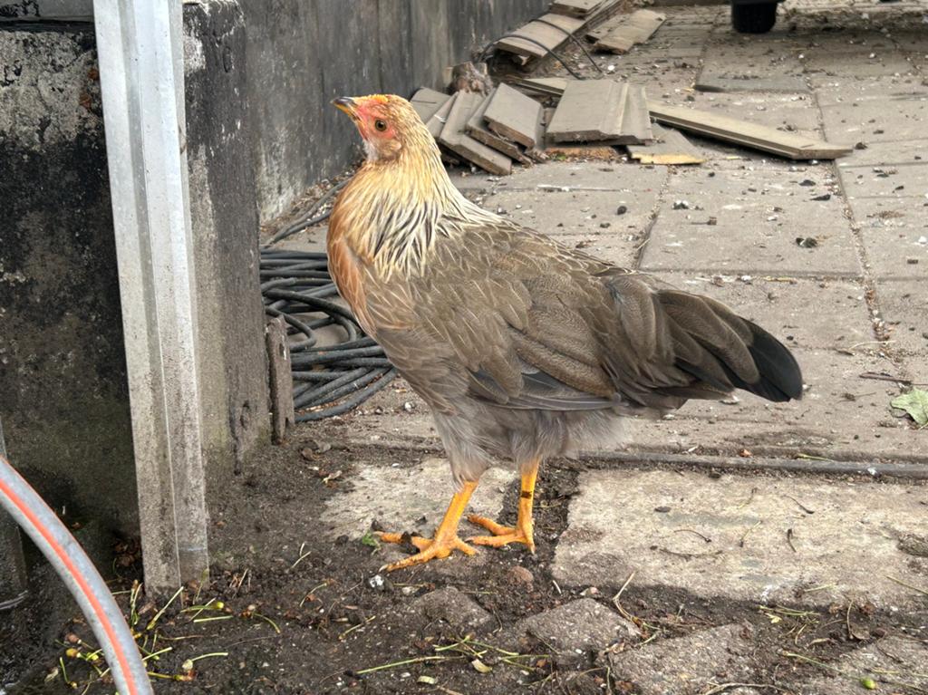 2 leghorn patrijs hennen, Dieren en Toebehoren, Pluimvee, Vrouwelijk, Kip