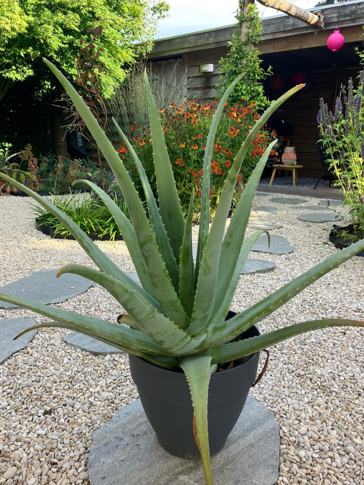 Mooie Aloe Vera, Ophalen, Vaste plant, Overige soorten, Halfschaduw