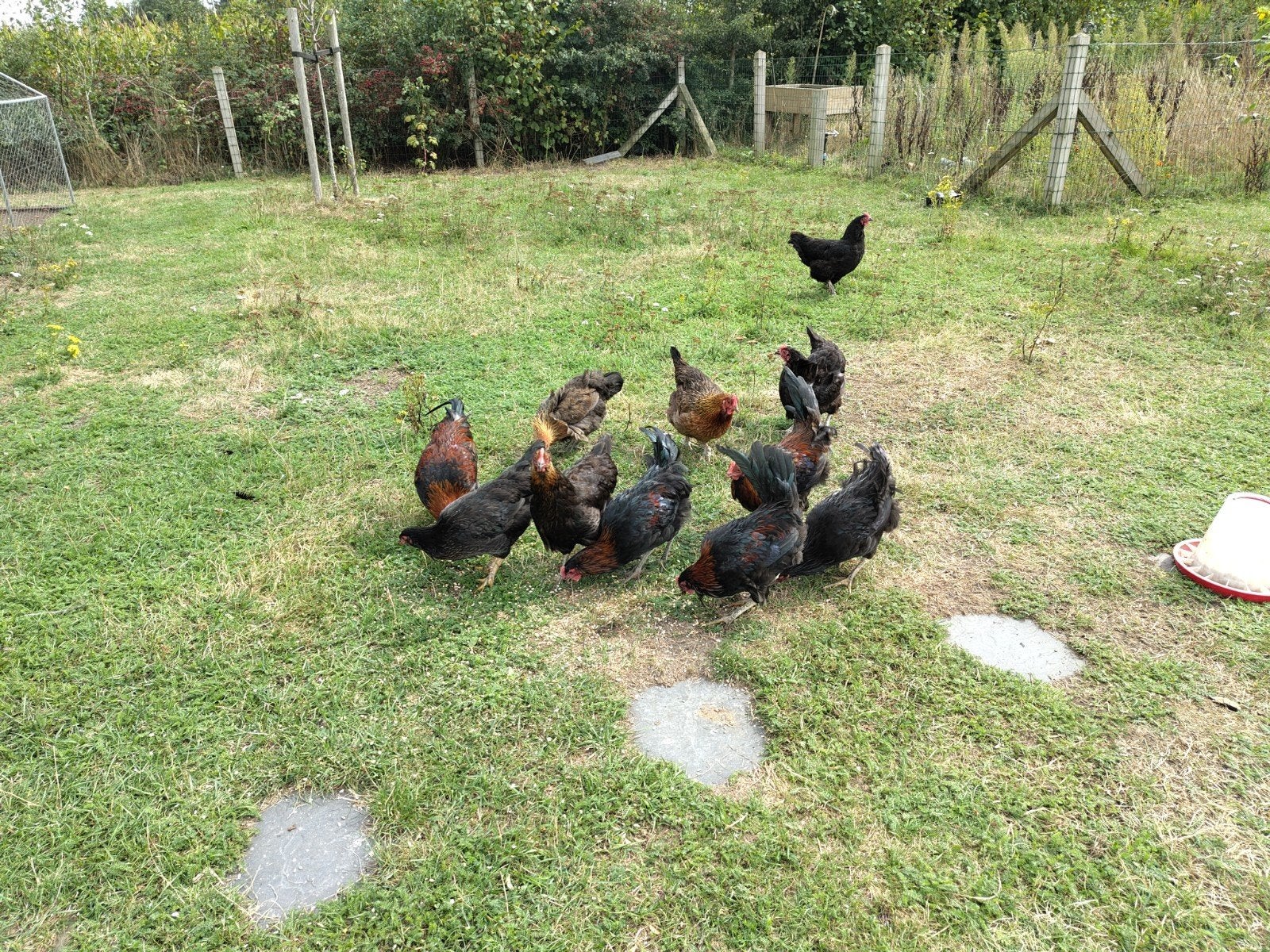 Jonge hanen April/mei '26. T.e.a.b
 Australorp x Bieleveld, Dieren en Toebehoren, Pluimvee, Mannelijk, Kip