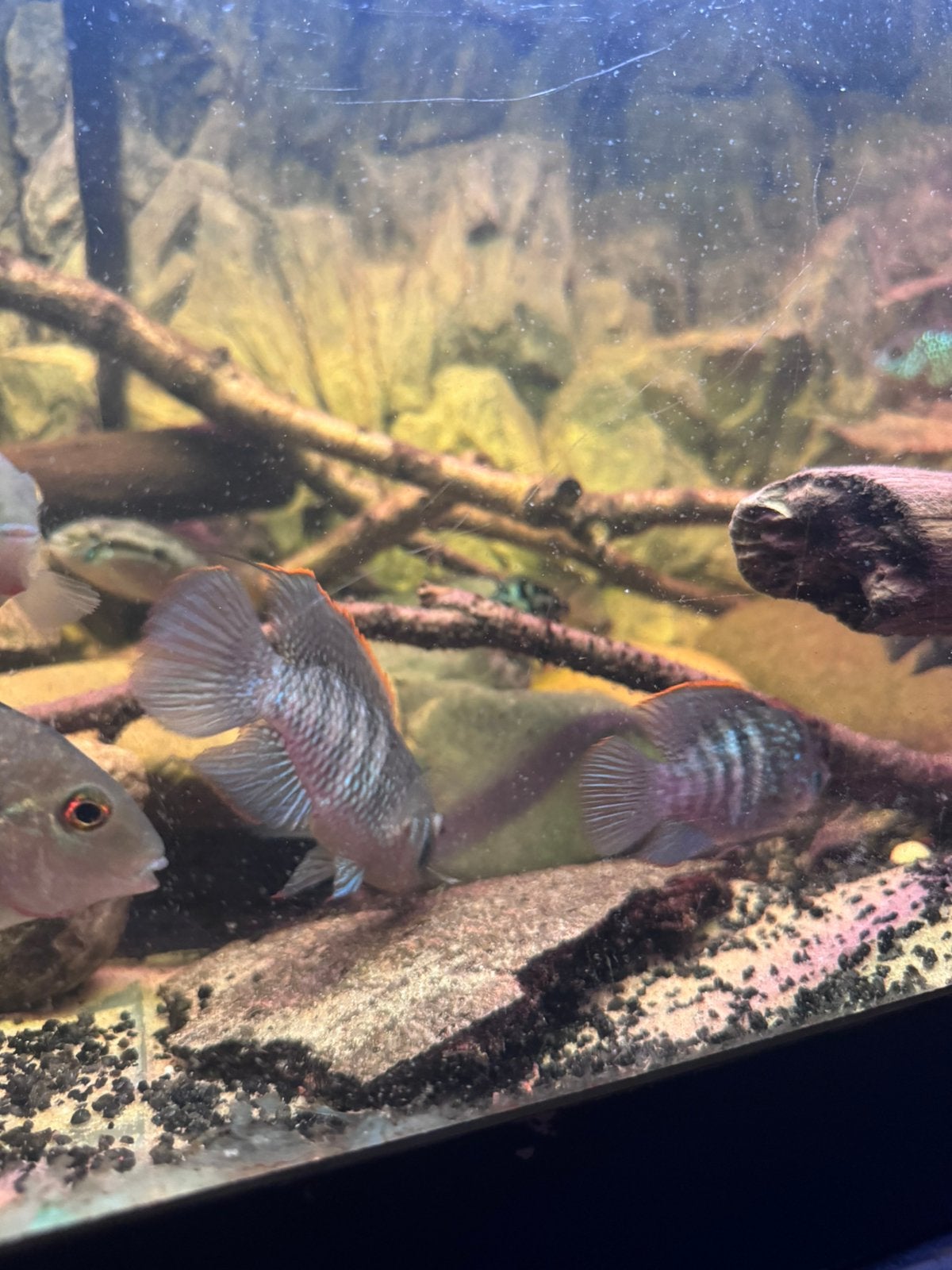 2 koppels blue acara, Vis