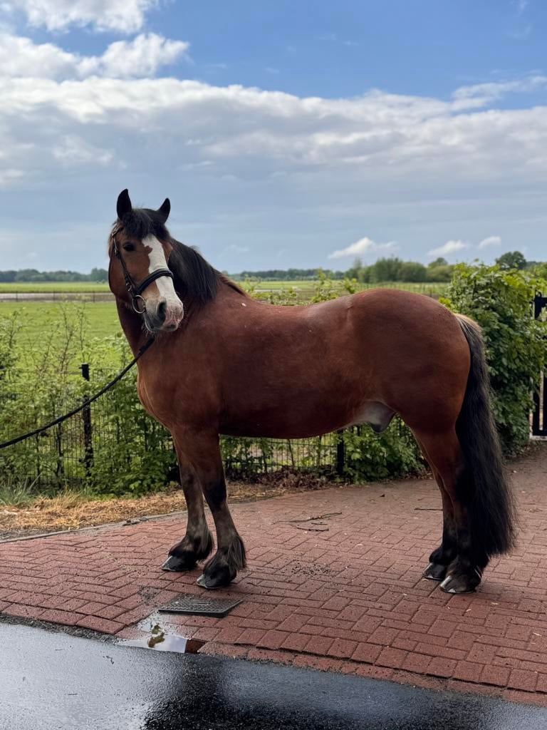 De aller aller braafste koudbloed die er bestaat!❣️❣️❣️, Dieren en Toebehoren, Pony's, Ruin, Onbeleerd, 11 jaar of ouder, Recreatiepony