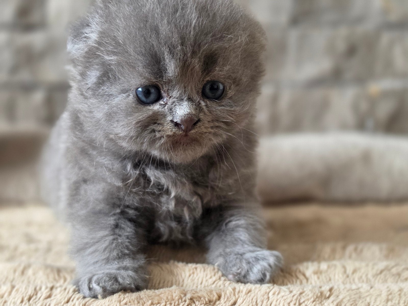 Prachtige Perzische kittens, Dieren en Toebehoren, Poes