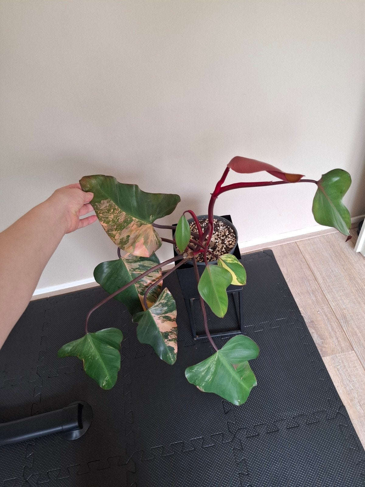 Philodendron Strawberry shake, Huis en Inrichting, Ophalen, Halfschaduw, Minder dan 100 cm