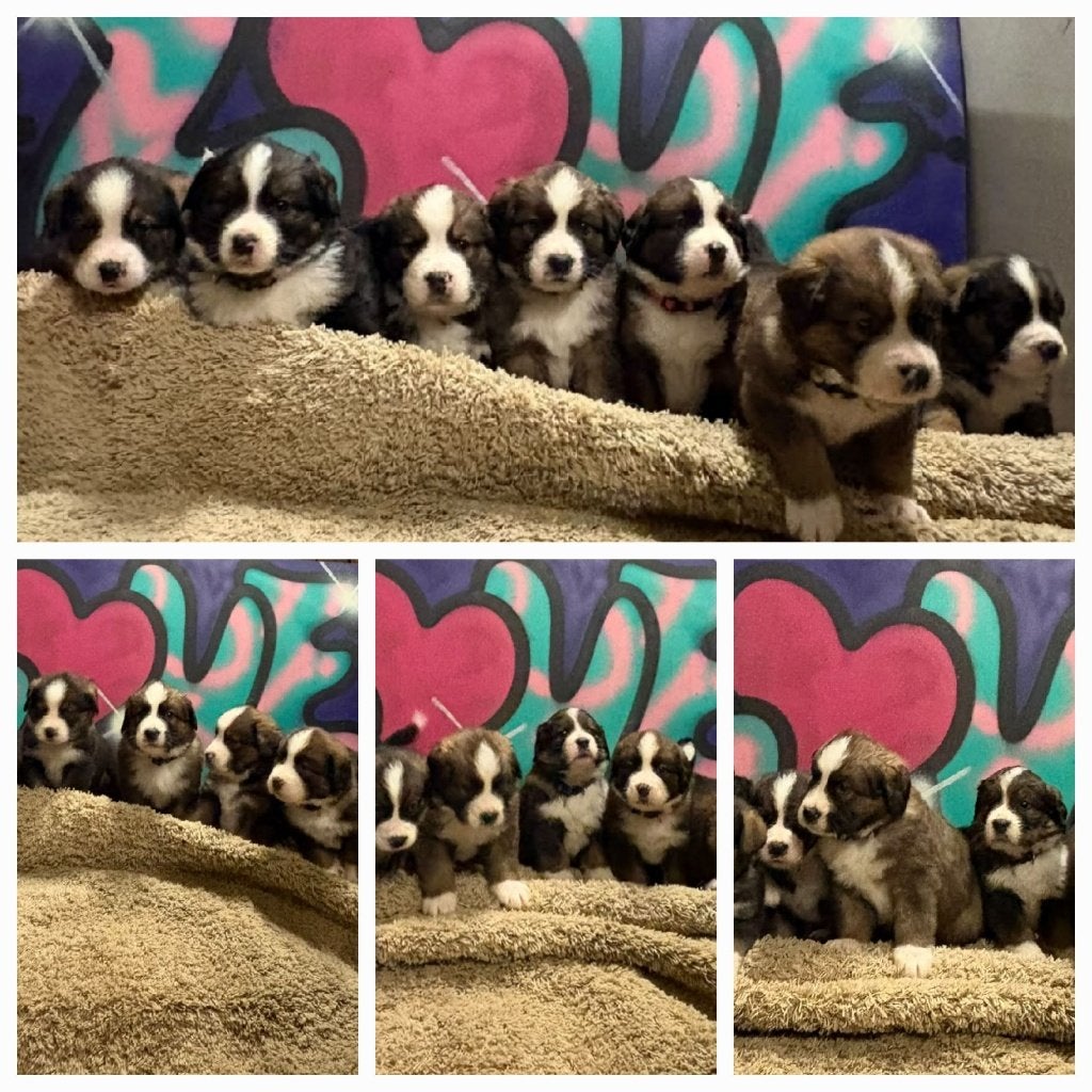 Prachtige Sint Bernard x Berner Sennen pups, Overige rassen, 8 tot 15 weken, Meerdere dieren, Eén hond