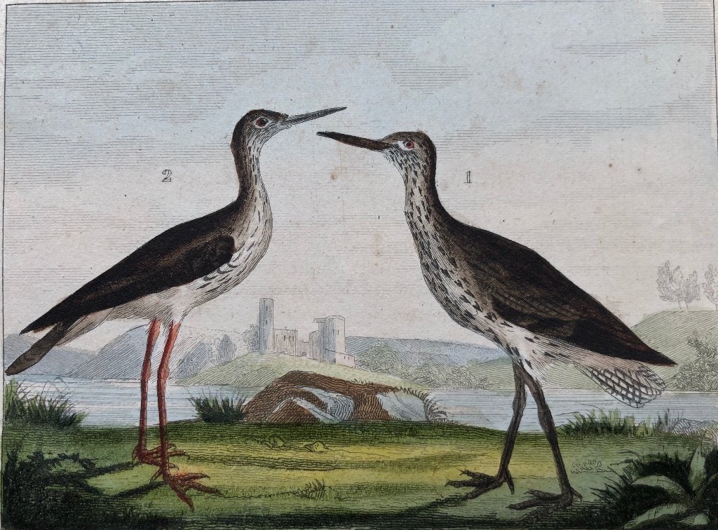 Antieke vogelprent Tureluur Steltloper 18e eeuw, Handgekleurd, Ophalen of Verzenden, Gravure, Flora en Fauna