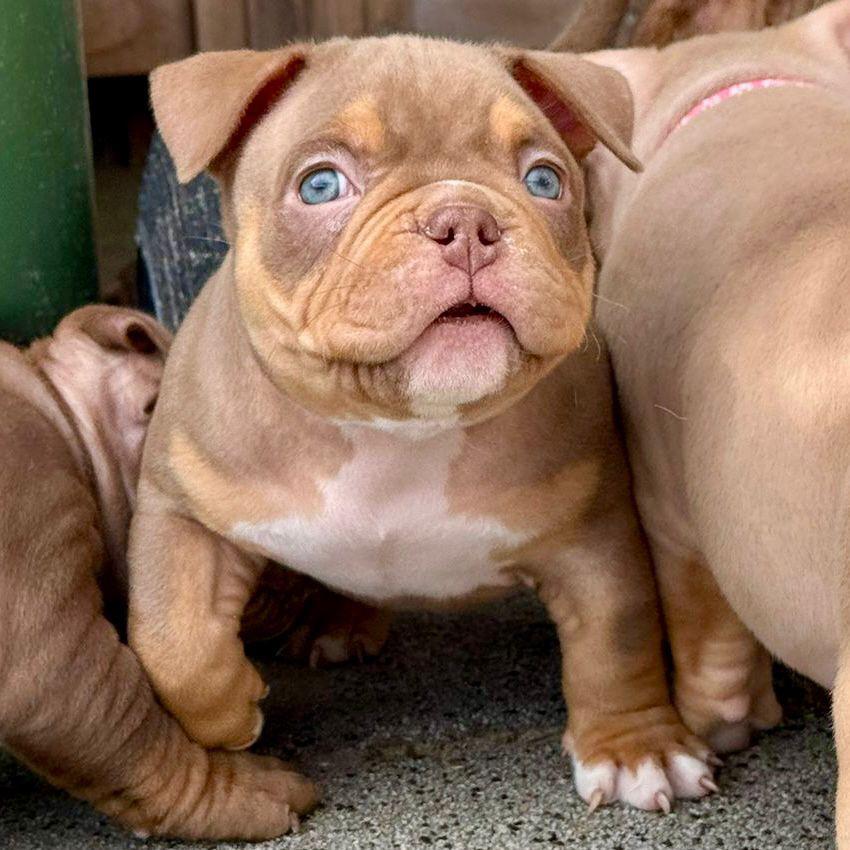 American Micro Pocket Bully puppy’s bullie pups, Dieren en Toebehoren, Honden | Bulldogs, Pinschers en Molossers, Parvo, Overige rassen