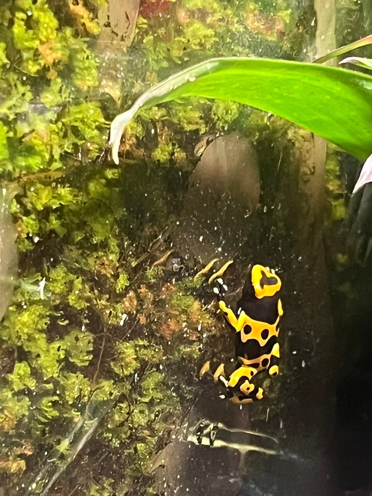 Dendrobates leucomelas