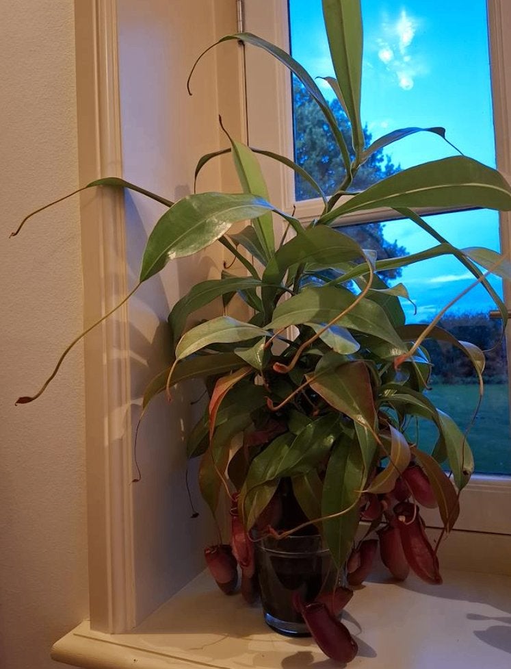 grote Nepenthes Monkey jars Bloody Mary? - vleesetende plant, Huis en Inrichting, Ophalen, Overige soorten, Halfschaduw, In pot