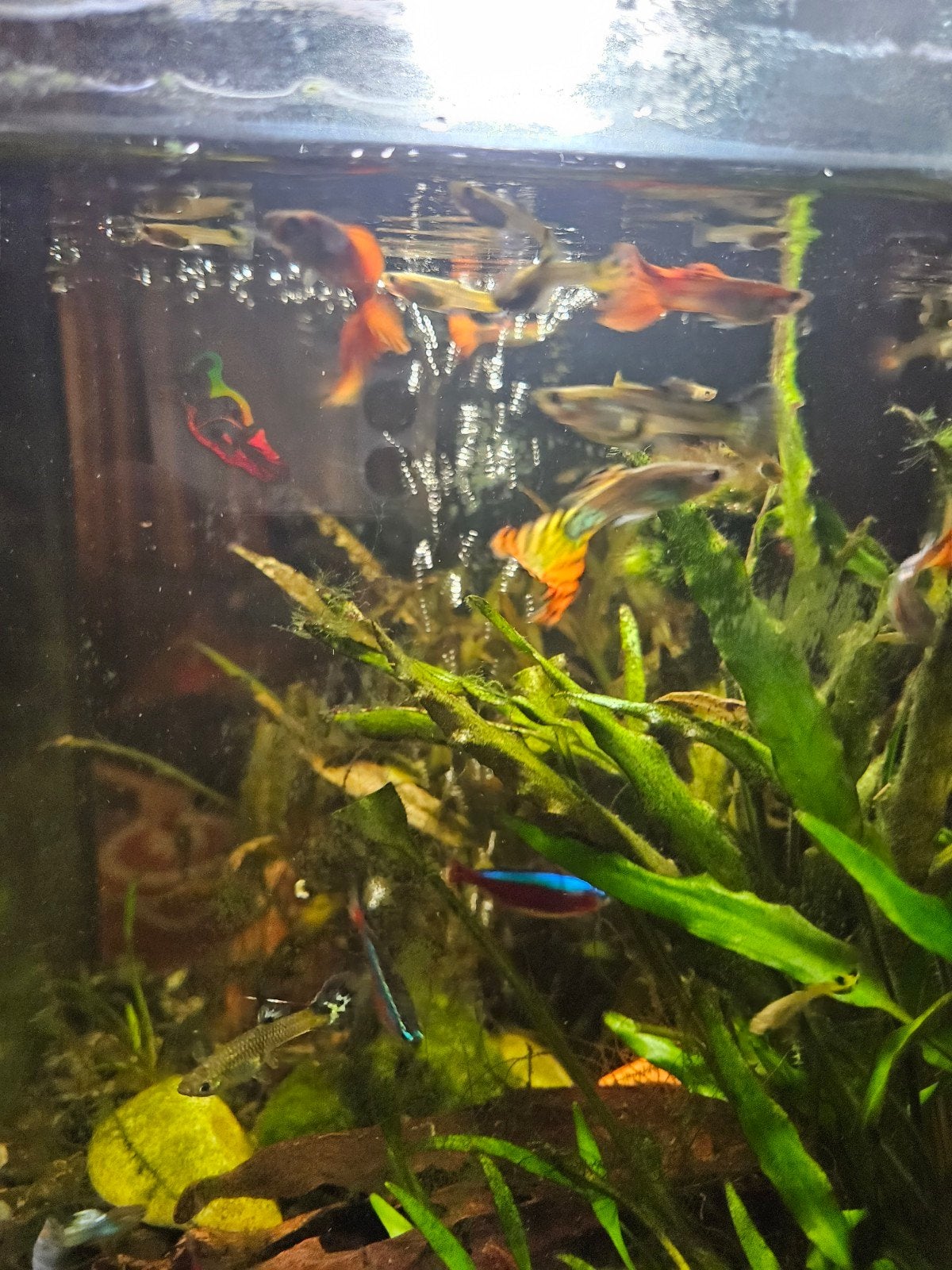 jonge guppen, Dieren en Toebehoren, Vis
