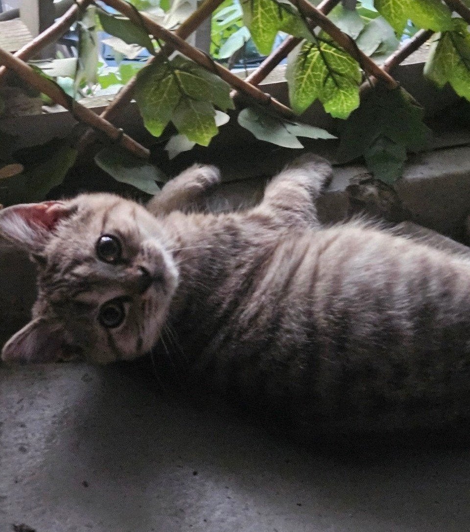 Brits / Britse korthaar kittens, Ontwormd