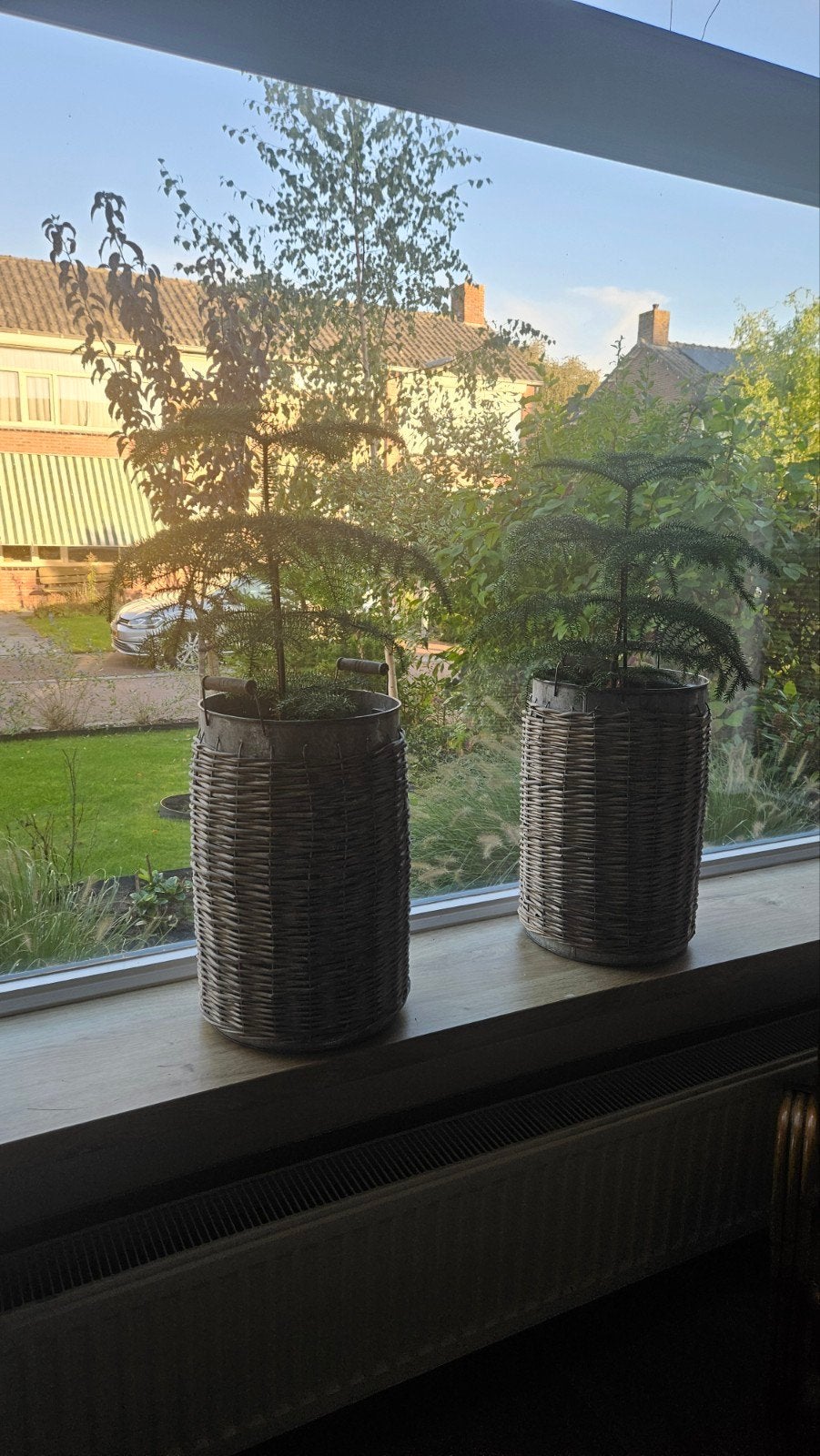 Rotan rieten bloempotten met planten, Ophalen, Overige materialen, Gebruikt, Rond