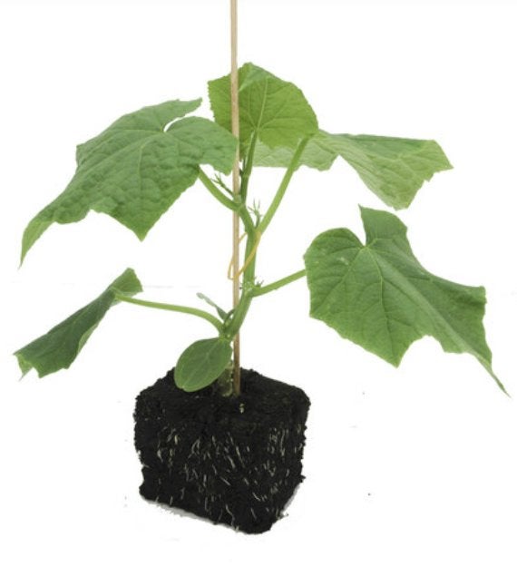 Gezocht - komkommer plaantjes, Tuin en Terras, Planten | Tuinplanten, Ophalen of Verzenden, Eenjarig, Overige soorten, Volle zon