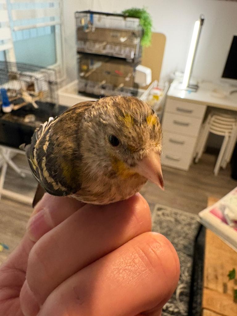 Putter Bastaard 2026, Dieren en Toebehoren, Vogels | Overige Vogels, Mannelijk, Wildzangvogel