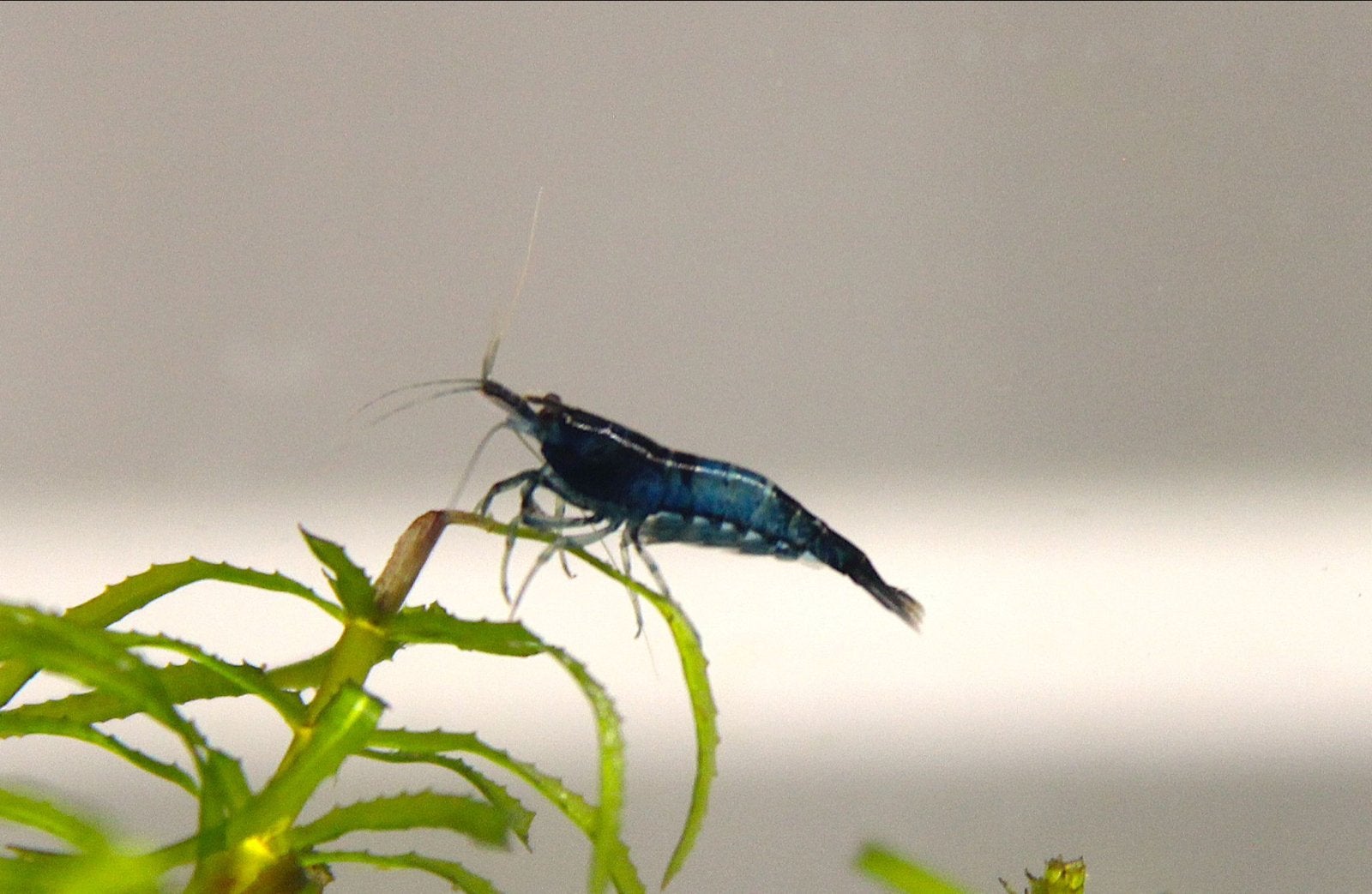 Neocaridina Blue Dream garnalen, Dieren en Toebehoren, Kreeft, Krab of Garnaal