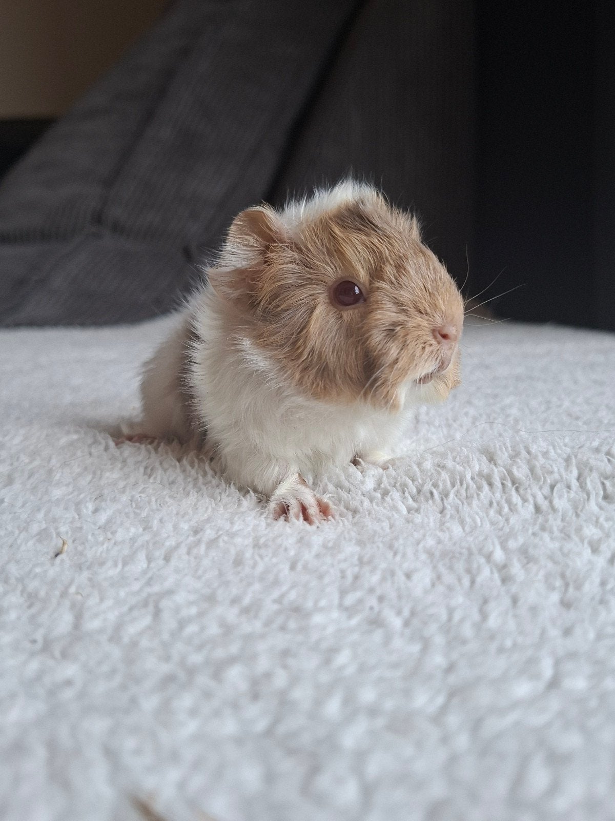 Prachtige peruvian lilac creme wit ( komt uit show ouders ), Dieren en Toebehoren, Cavia, Juni, Mannelijk, Tam