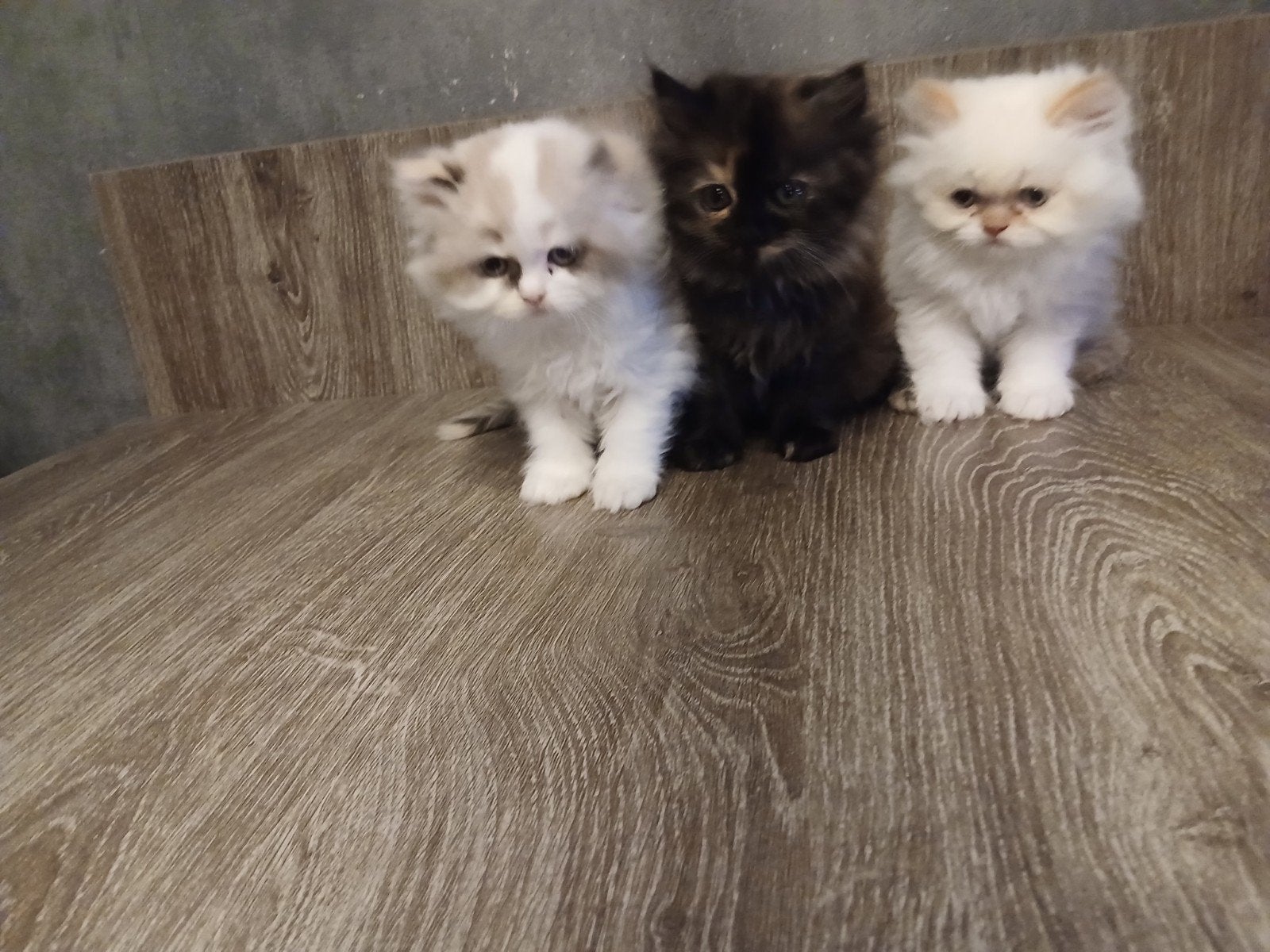 pers ragdoll, Dieren en Toebehoren, Katten en Kittens | Raskatten | Langhaar, Meerdere dieren, 0 tot 2 jaar, Ontwormd