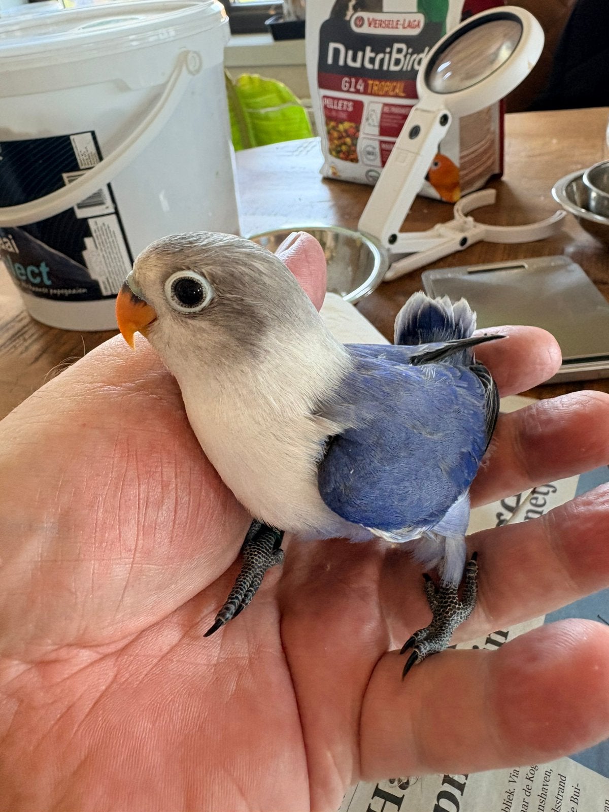 Te koop agapornis baby’s, Dieren en Toebehoren, Vogels | Parkieten en Papegaaien, Geslacht onbekend, Dwergpapegaai of Agapornis