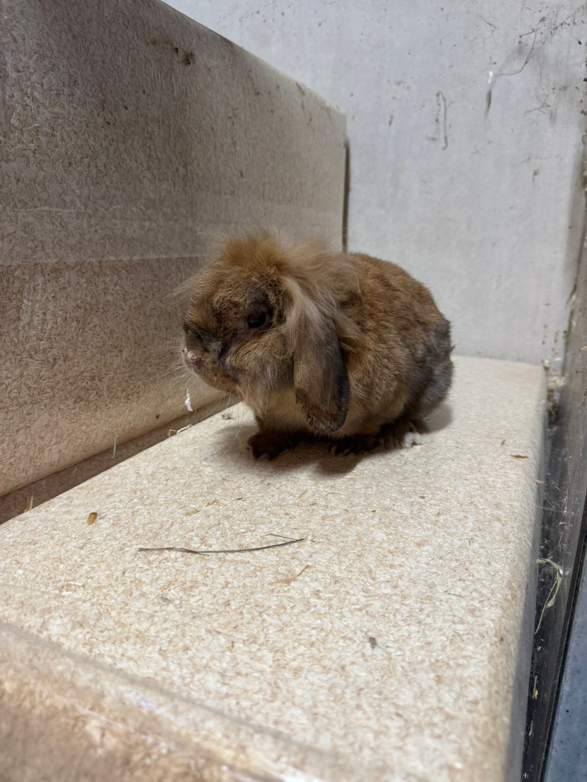 Lieve minilop ram, Meerdere dieren, Dwerg