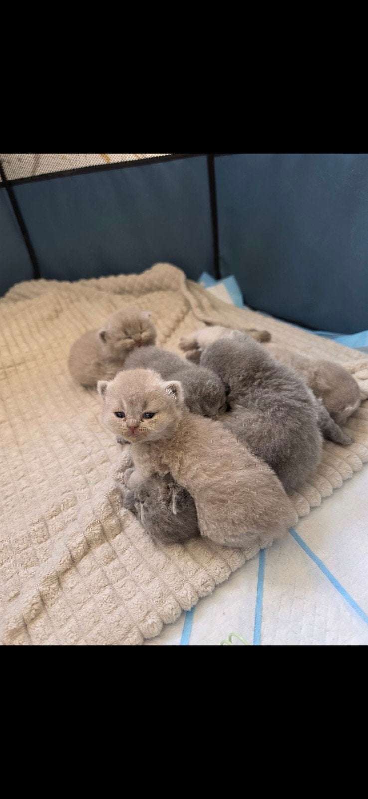 Raszuivere Britse korthaar met stamboom te koop, Dieren en Toebehoren, Katten en Kittens | Raskatten | Korthaar, Met stamboom