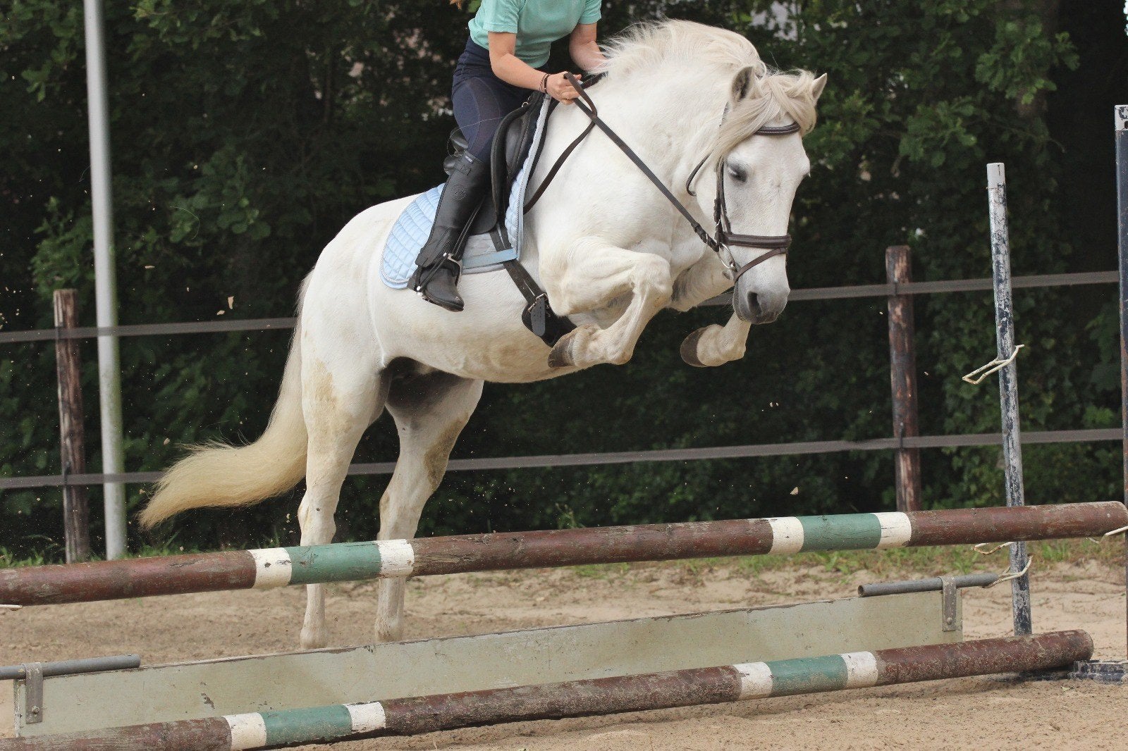 lieve all round C pony, Dieren en Toebehoren, Pony's, 11 jaar of ouder, Recreatiepony, Merrie, Gechipt