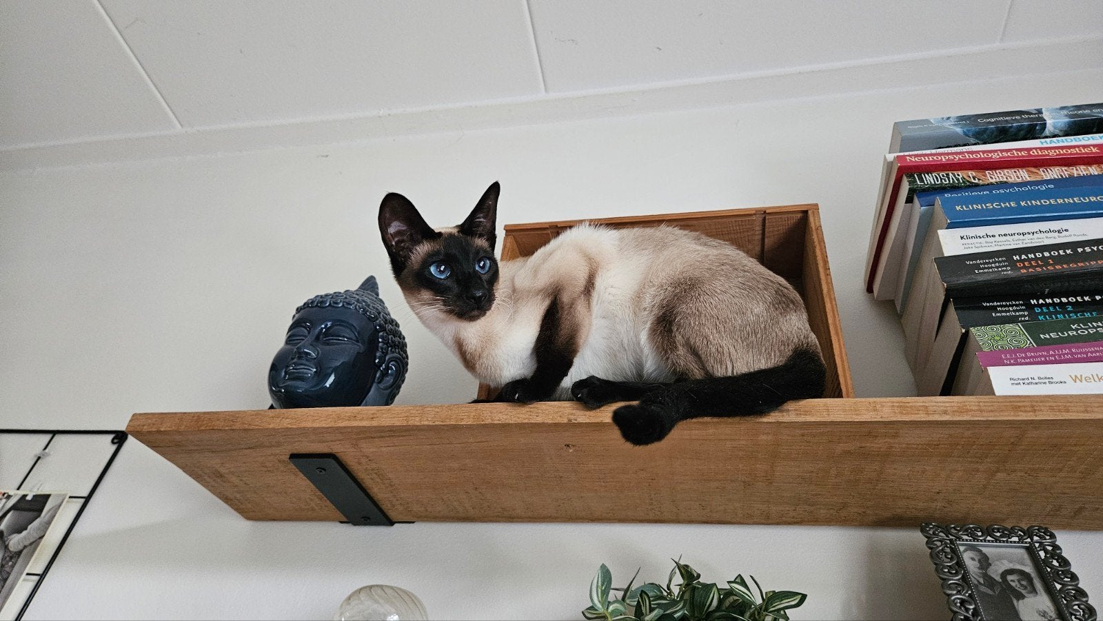 Prachtige jonge siamees, Poes, Gechipt, 0 tot 2 jaar