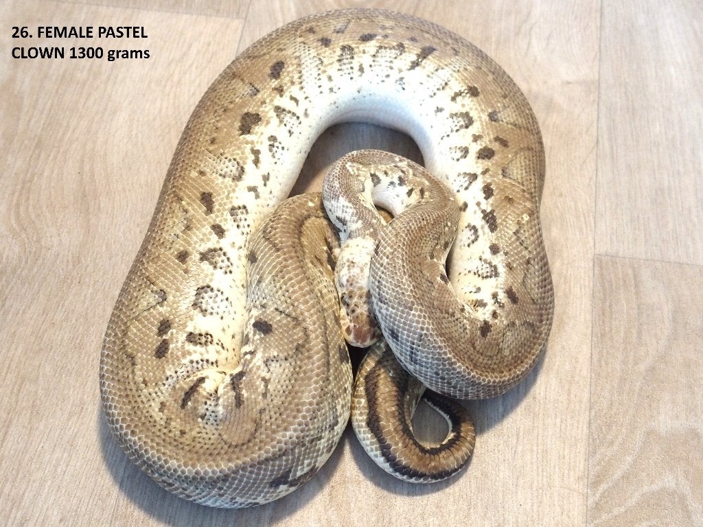 Koningspythons halfwas en volwassen kweekdieren deel 2 Ball Python photo 2