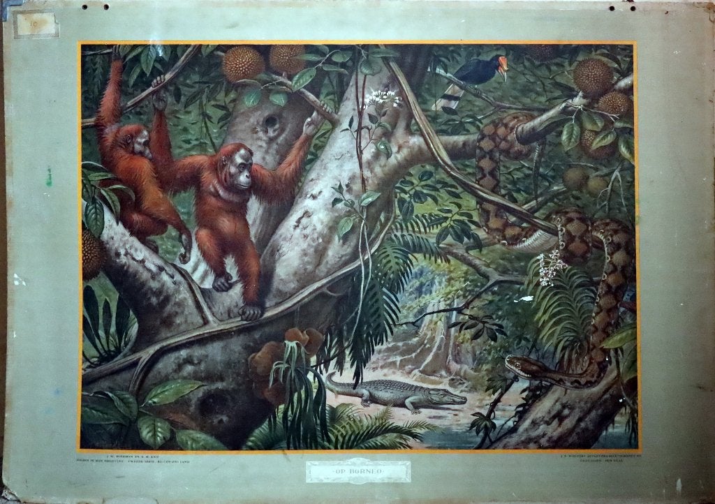 Op Borneo (M.A. Koekkoek), Ophalen, Geschiedenis