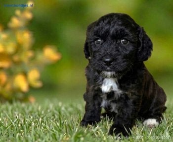 Prachtige Langharige Pups Gezond, Gechipt & Gesocialiseerd, Parvo, Nederland, 8 tot 15 weken, Meerdere