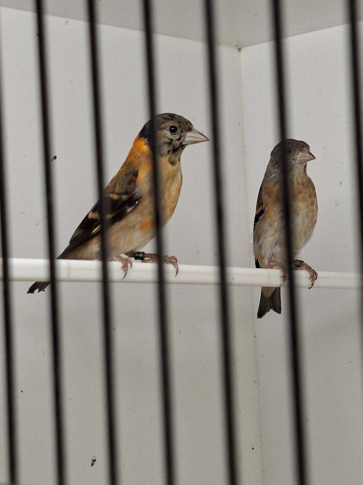 Kapoetsen sijzen, Meerdere dieren