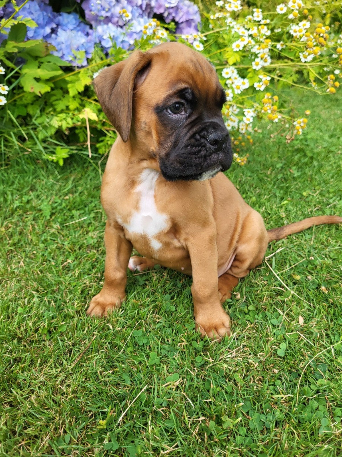Boxerpups, 8 tot 15 weken, Parvo, Bulldog, Meerdere