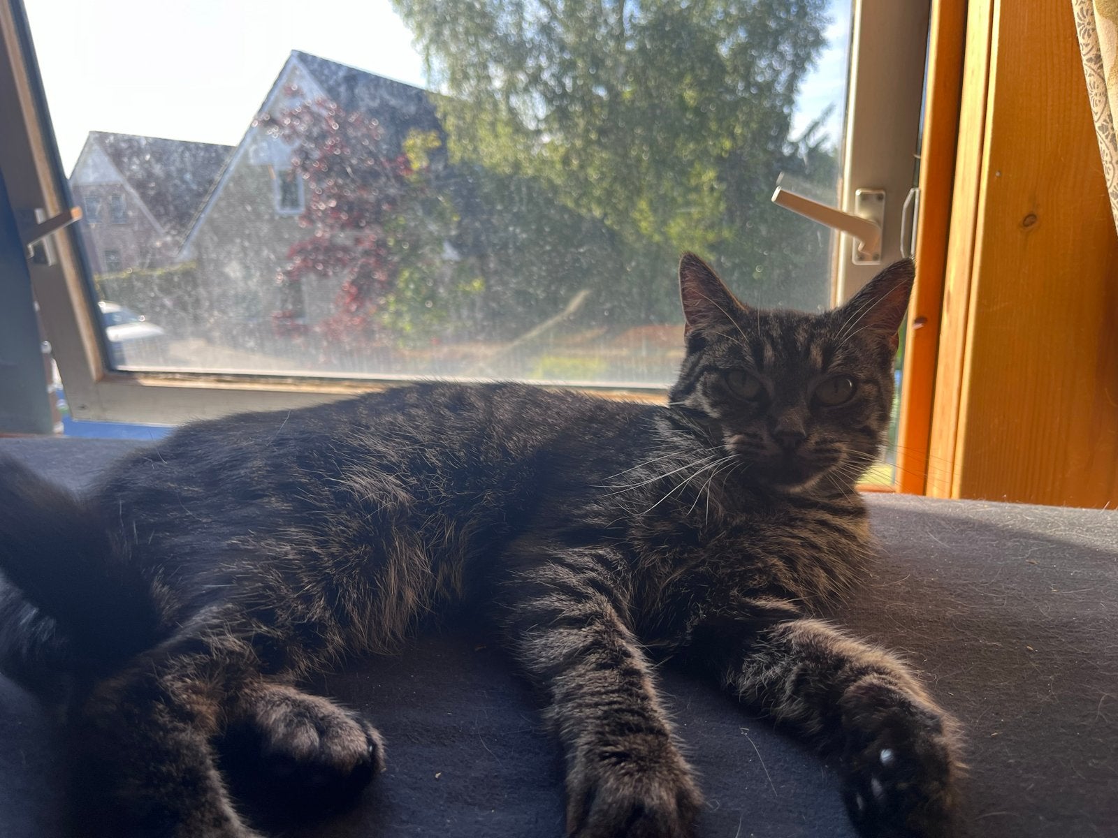 Een leuken kat die een nieuwe huis zoekt, Dieren en Toebehoren, Ophalen, Kat