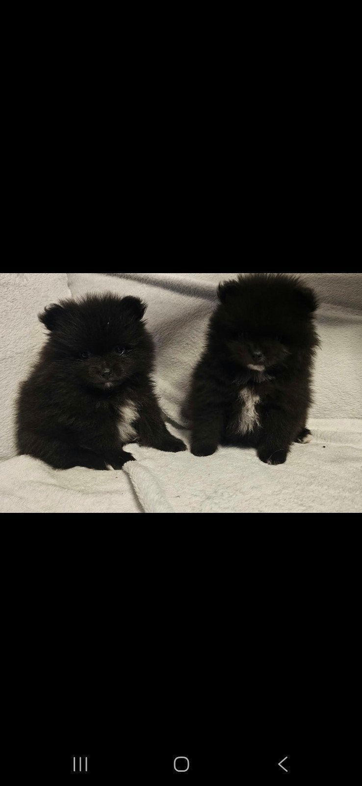 pomeriaan pup nog 1 teefje beschikbaar, Dieren en Toebehoren, Keeshond, CDV (hondenziekte), 8 tot 15 weken, Teef