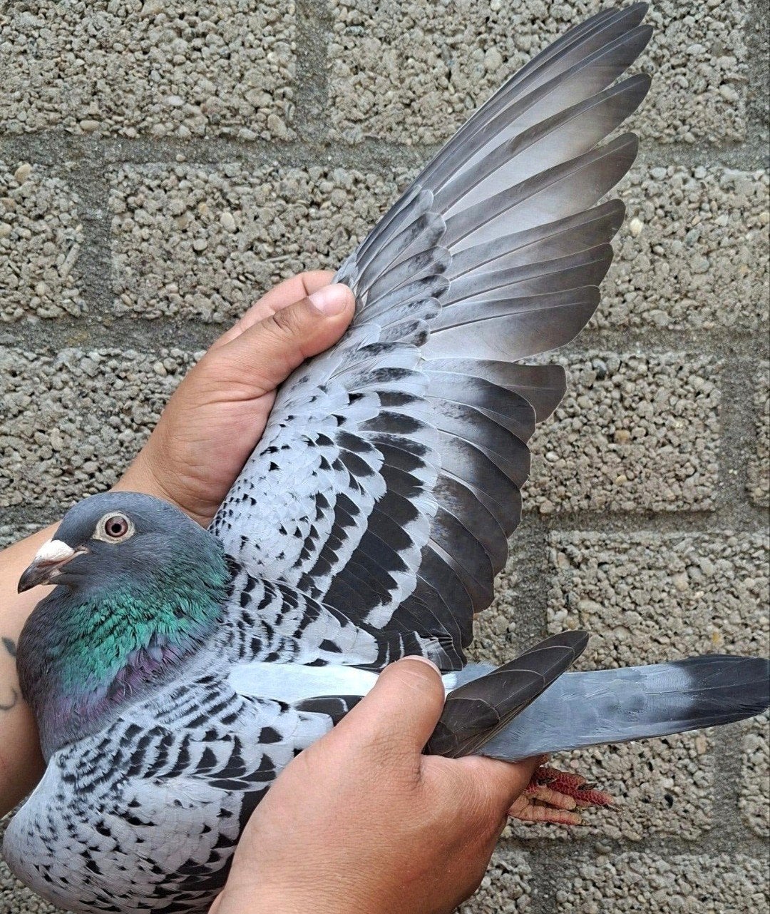 postduif J.E.D. Karsten., Dieren en Toebehoren, Vogels | Duiven, Vrouwelijk, Postduif
