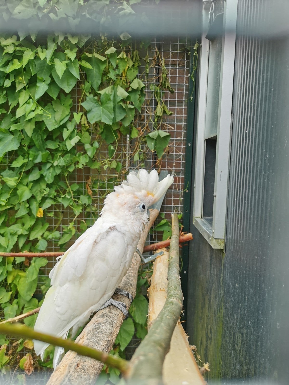 te koop
