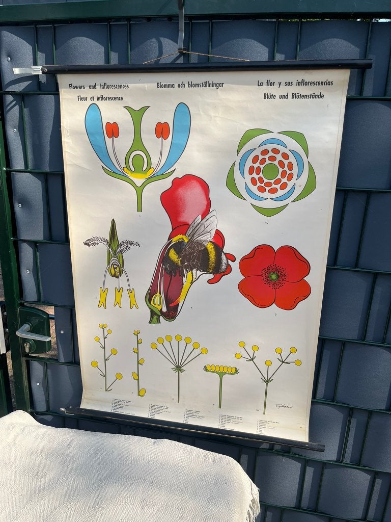 Schoolplaat Bloem / bloeiwijze, Ophalen of Verzenden, Natuur en Biologie