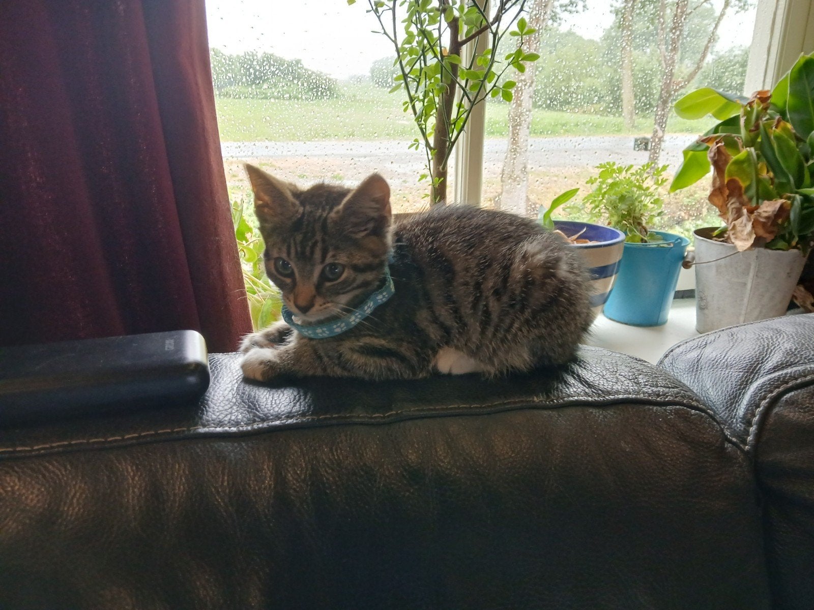 Kitten poes, Poes, Kortharig, 0 tot 2 jaar