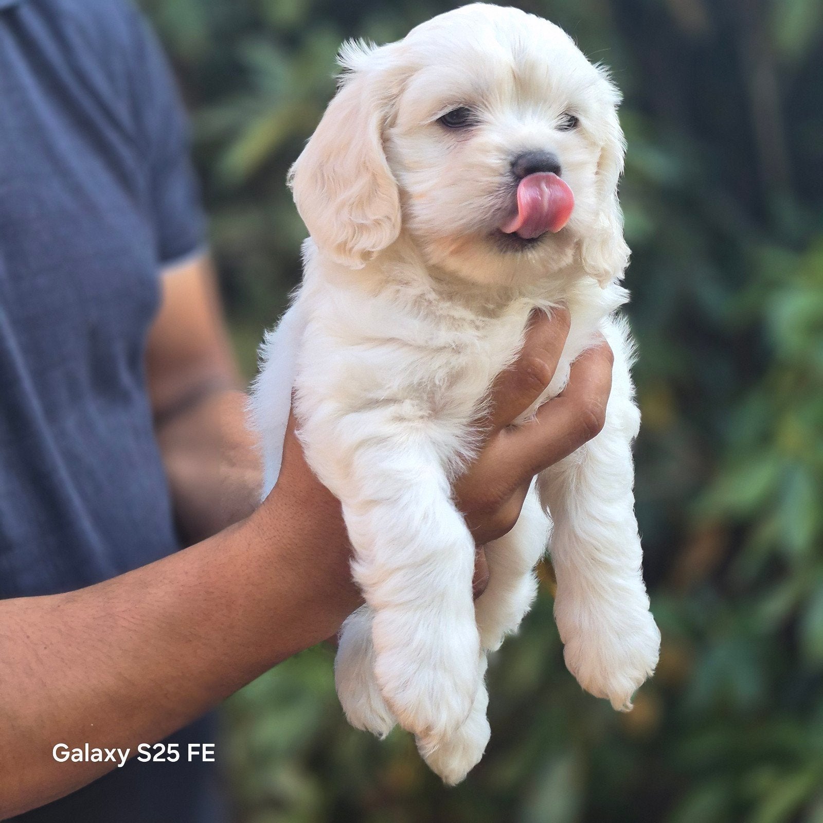 Amerikaanse Cocker Spaniel plus Cavapoo pupy, Dieren en Toebehoren, België, Particulier, Parvo, Overige rassen