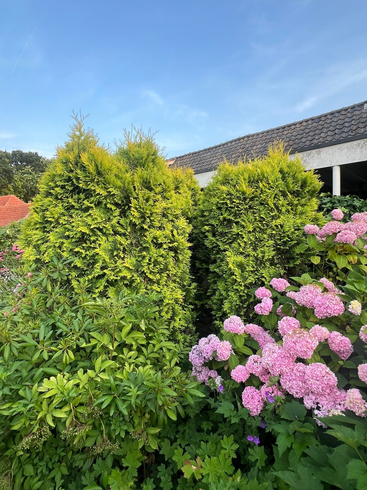 4 Thuja's coniferen gratis af te halen (ca. 2.5m hoog), Tuin en Terras, Ophalen, Bloeit niet