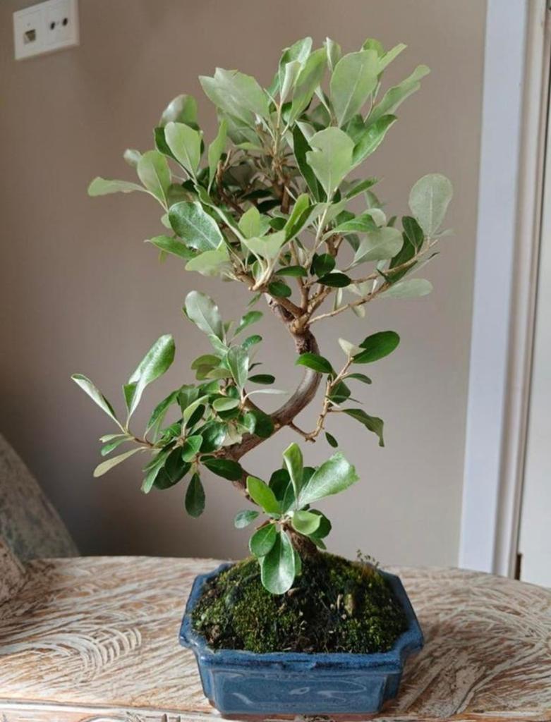 Elaeagnus Pungens 'olijfwilg' bonsai, Bloeit niet, Halfschaduw, Minder dan 100 cm, Overige soorten