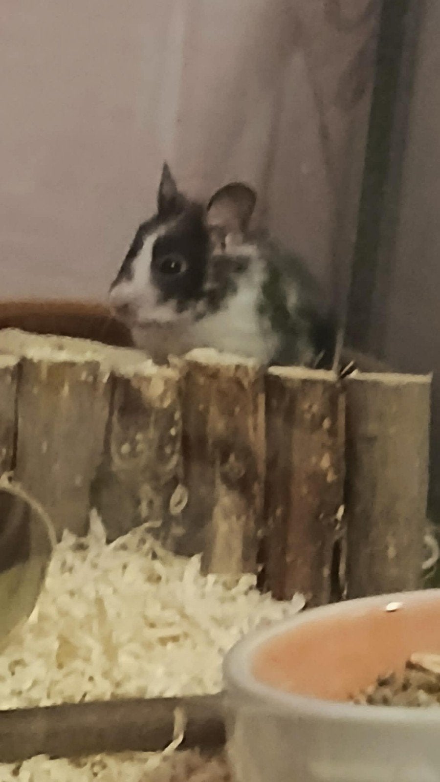 Syrische Hamster met toebehoren, Dieren en Toebehoren, Knaagdieren, April, Mannelijk, Hamster
