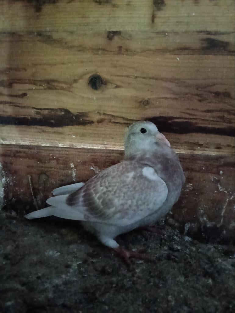 Te koop jonge duiven, Dieren en Toebehoren, Vogels | Duiven, Meerdere dieren, Postduif