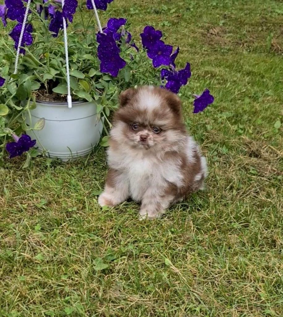 Pomeriaan pup reutje Merle Bear type – te reserveren, Keeshond, Reu, 8 tot 15 weken, Buitenland