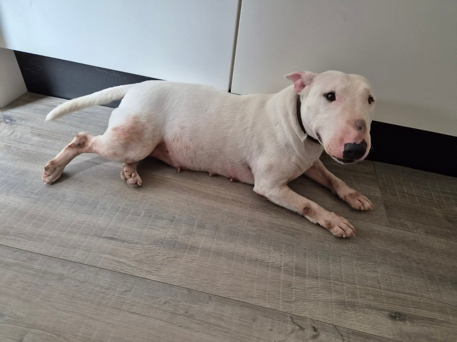 Miniatuur bull terriër, Bull Terriër, Teef, Eén hond, 3 tot 5 jaar