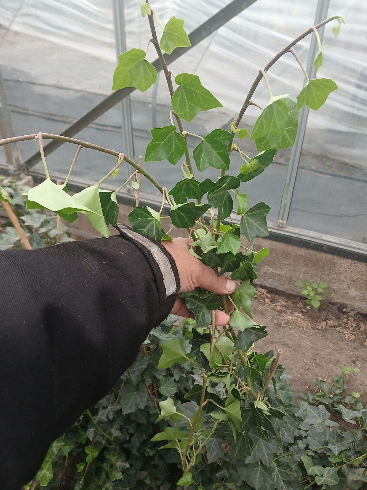 hedera hibernica, Tuin en Terras, Ophalen, Vaste plant, Bloeit niet, Halfschaduw