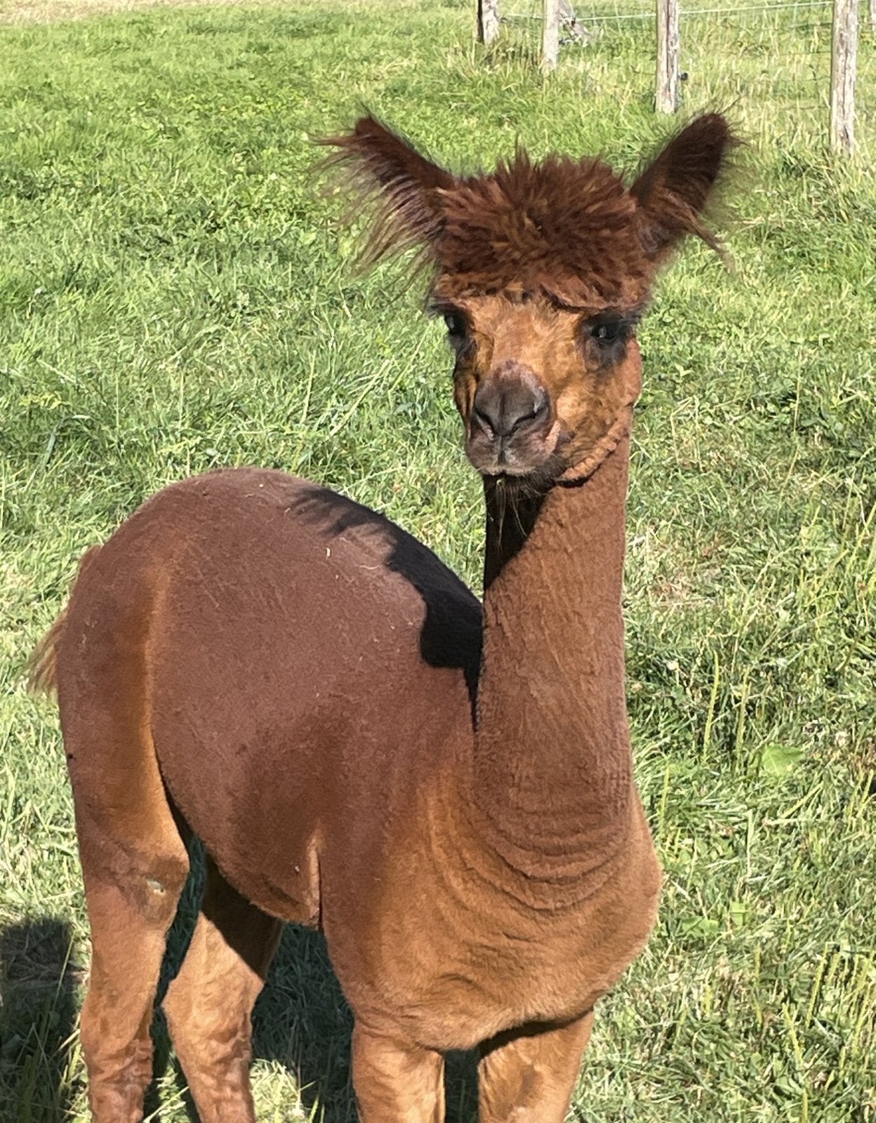 Alpaca hengst donker bruin, Mei, Mannelijk