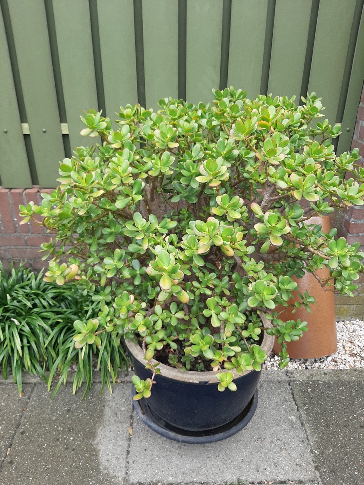 vetplant groot( geldboom) incl pot, Ophalen, Overige soorten, Volle zon